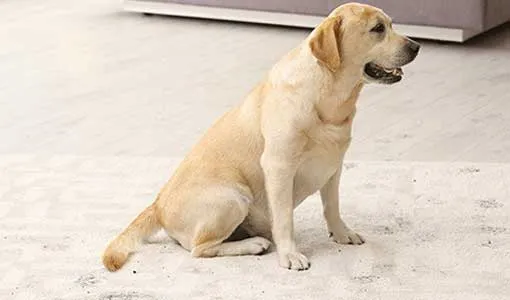 Area-Rugs-Care-Maintenance-DIRT-DEBRIS Area rug care | VRR Flooring